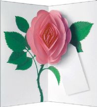 SIMPLY A ROSE PINK POP UP