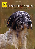 SETTER INGLESE