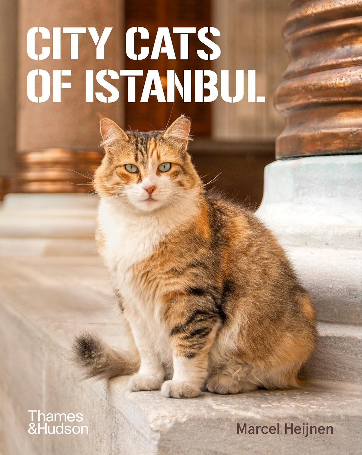 CITY CATS OF ISTANBUL