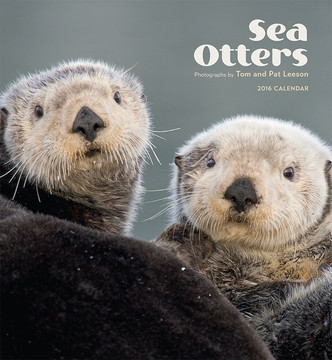 SEA OTTERS 2016