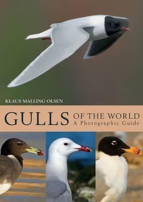 GULLS OF THE WORLD