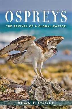OSPREYS