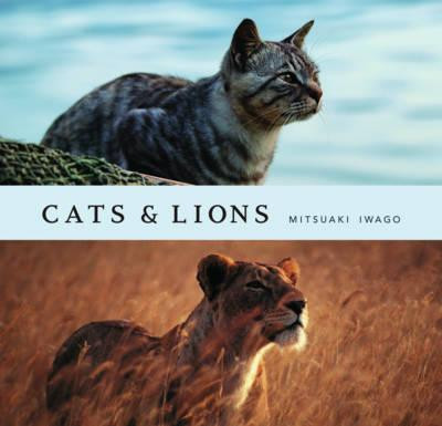 CATS & LIONS