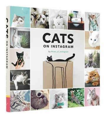 CATS ON INSTAGRAM