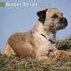 BORDER TERRIER 2014