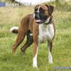 BOXER 2014