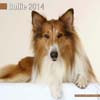 COLLIE 2014
