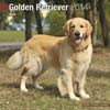 GOLDEN RETRIEVER 2014
