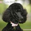 POODLE 2014