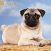 PUG 2014