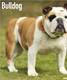 BULLDOG 2015