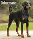 DOBERMANN 2015