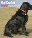 FLAT COATED RETRIEVER 2015