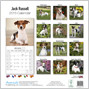 JACK RUSSELL 2015