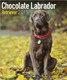 CHOCOLATE LABRADOR RETRIEVER 2015