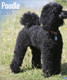 POODLE 2015
