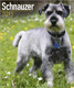 SCHNAUZER 2015