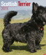 SCOTTISH TERRIER 2015