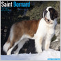 SAINT BERNARD 2015