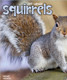 SQUIRRELS 2015