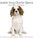 CAVALIER KING CHARLES SPANIEL 2015