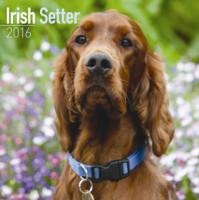 IRISH SETTER 2016