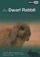 DWARF RABBIT