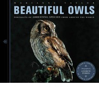 BEAUTIFUL OWLS