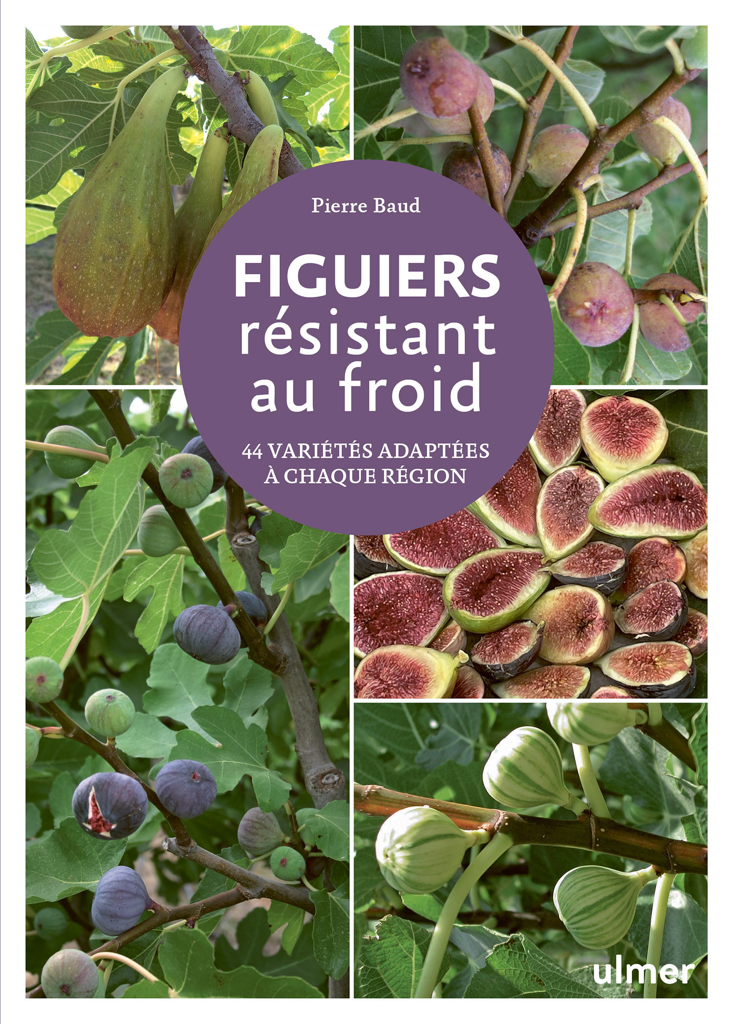 FIGUIERS RESISTANT AU FROID