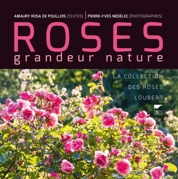 ROSES GRANDEUR NATURE