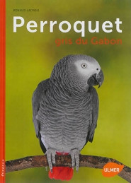 PERROQUET GRIS DU GABON