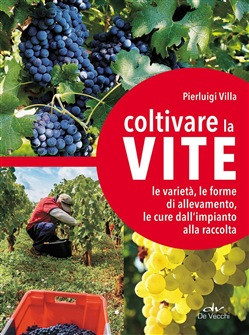 COLTIVARE LA VITE