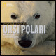 ORSI POLARI