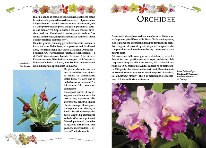 ORCHIDEE CHE PASSIONE