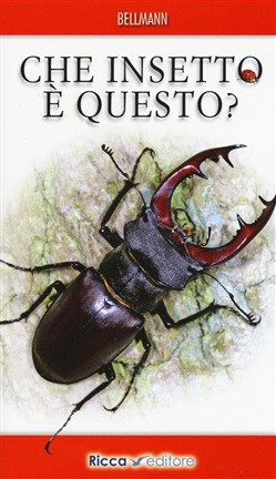 CHE INSETTO E QUESTO