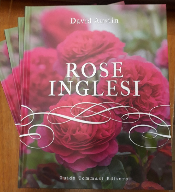 ROSE INGLESI