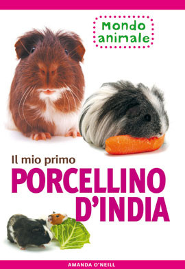 MIO PRIMO PORCELLINO D INDIA
