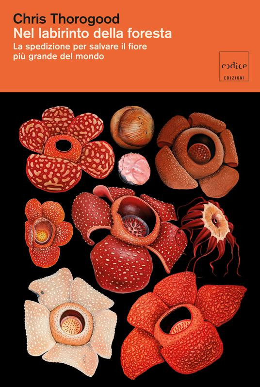 NEL LABIRINTO DELLA FORESTA