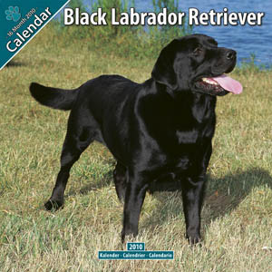 BLACK LABRADOR RETRIEVER 2010