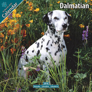 DALMATIAN