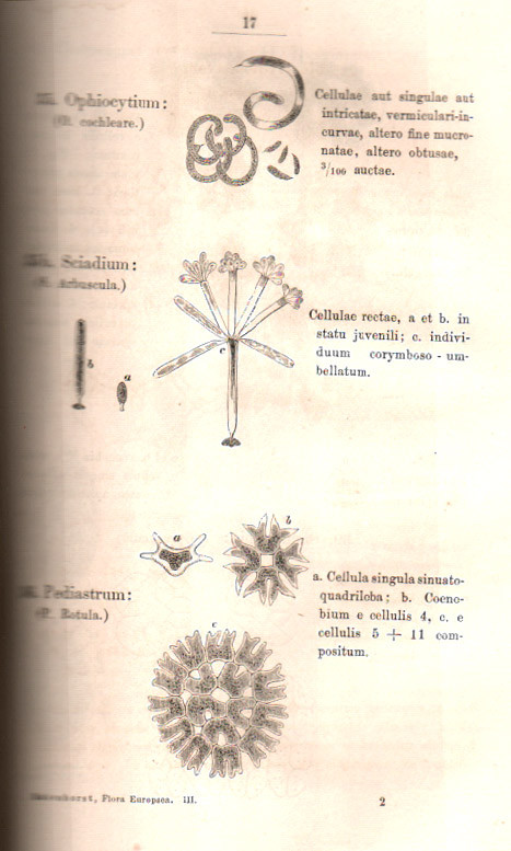FLORA EUROPAEA ALGARUM AQUAE DULCIS ET ...