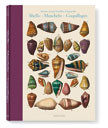 VA DEZALLIER CONCHOLOGY / SHELLS (IEP)