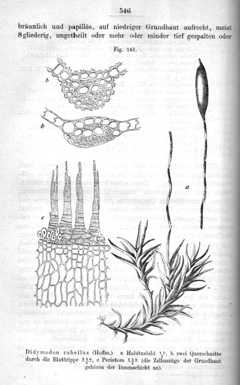DIE LAUBMOOSE DEUTSCHLANDS, OESTERREICHS UND DER  SCHWEIZ
