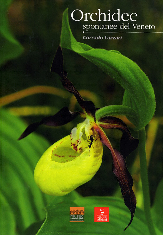 ORCHIDEE SPONTANEE DEL VENETO