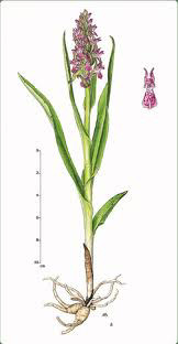 ICONOGRAFIA DELLE ORCHIDEE D ITALIA  ICONOGRAPHY OF ITALIAN ORCHIDS