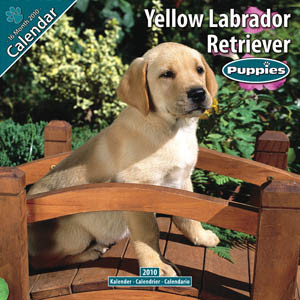 YELLOW LABRADOR RETRIEVER 2010