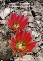 THE AMAZING FLOWERS OF CHINOCEREUS DASYACANTHUS