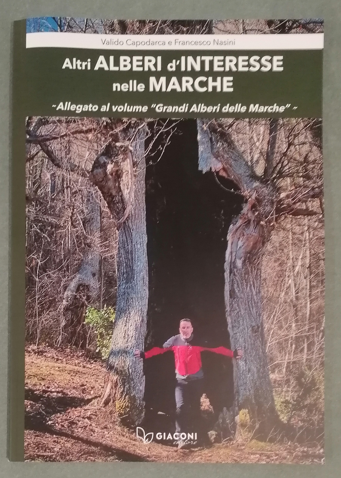 ALTRI ALBERI D INTERESSE NELLE MARCHE