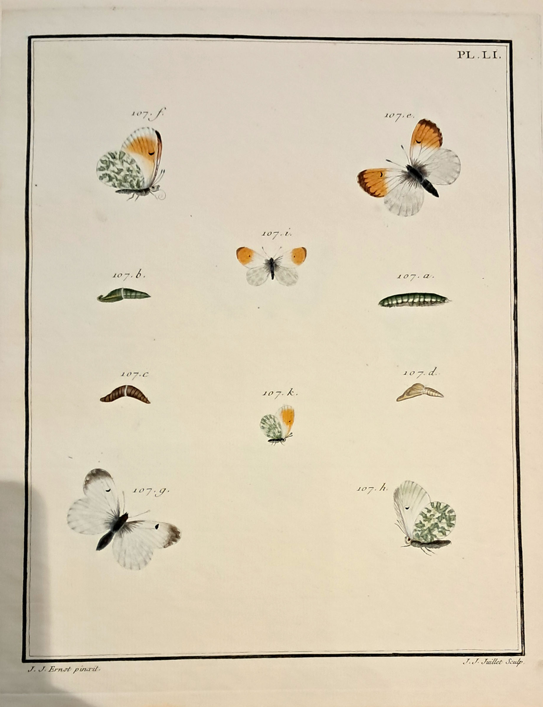 PAPILLONS D EUROPE