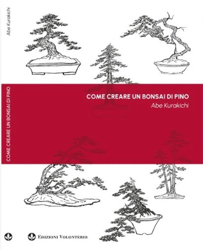 COME CREARE UN BONSAI DI PINO